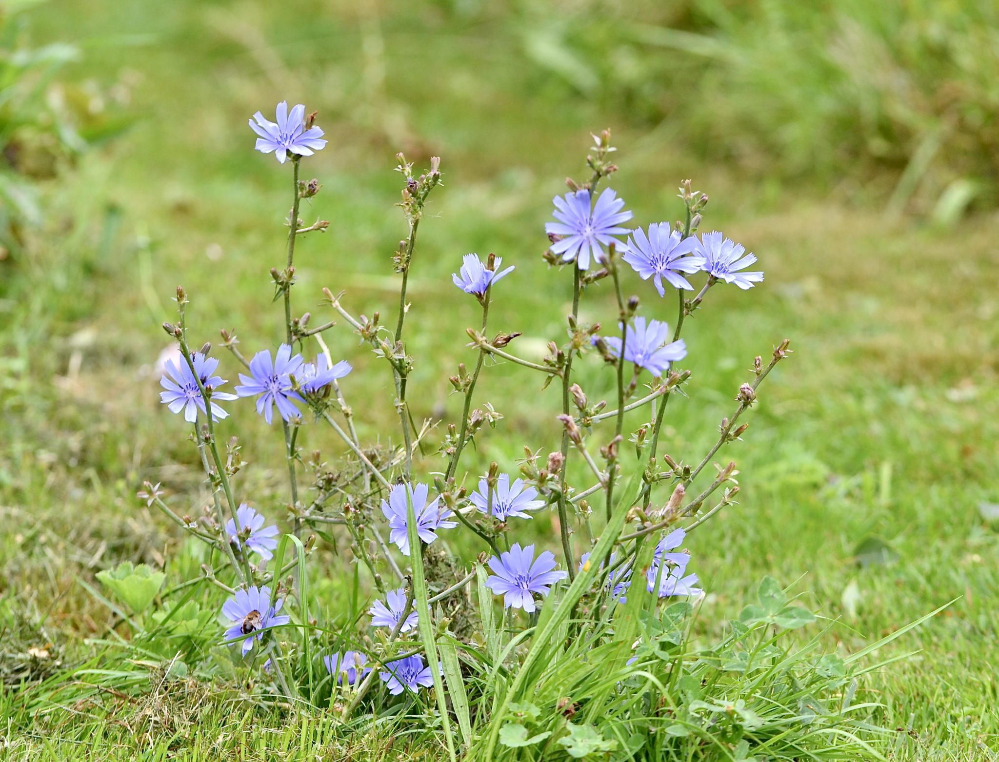 Wegwarte Gew Hnliche Naturgartengl Ck