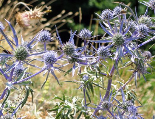 Edeldistel: Nektar- und Pollenpflanze