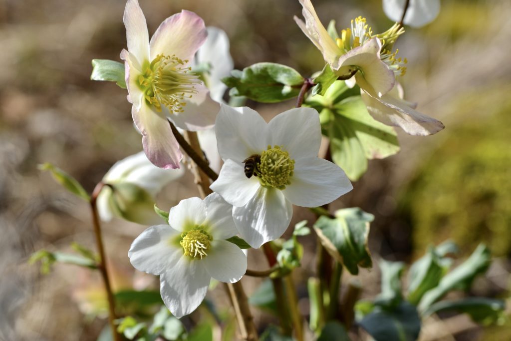 Christrose, Nieswurz Naturgartenglück