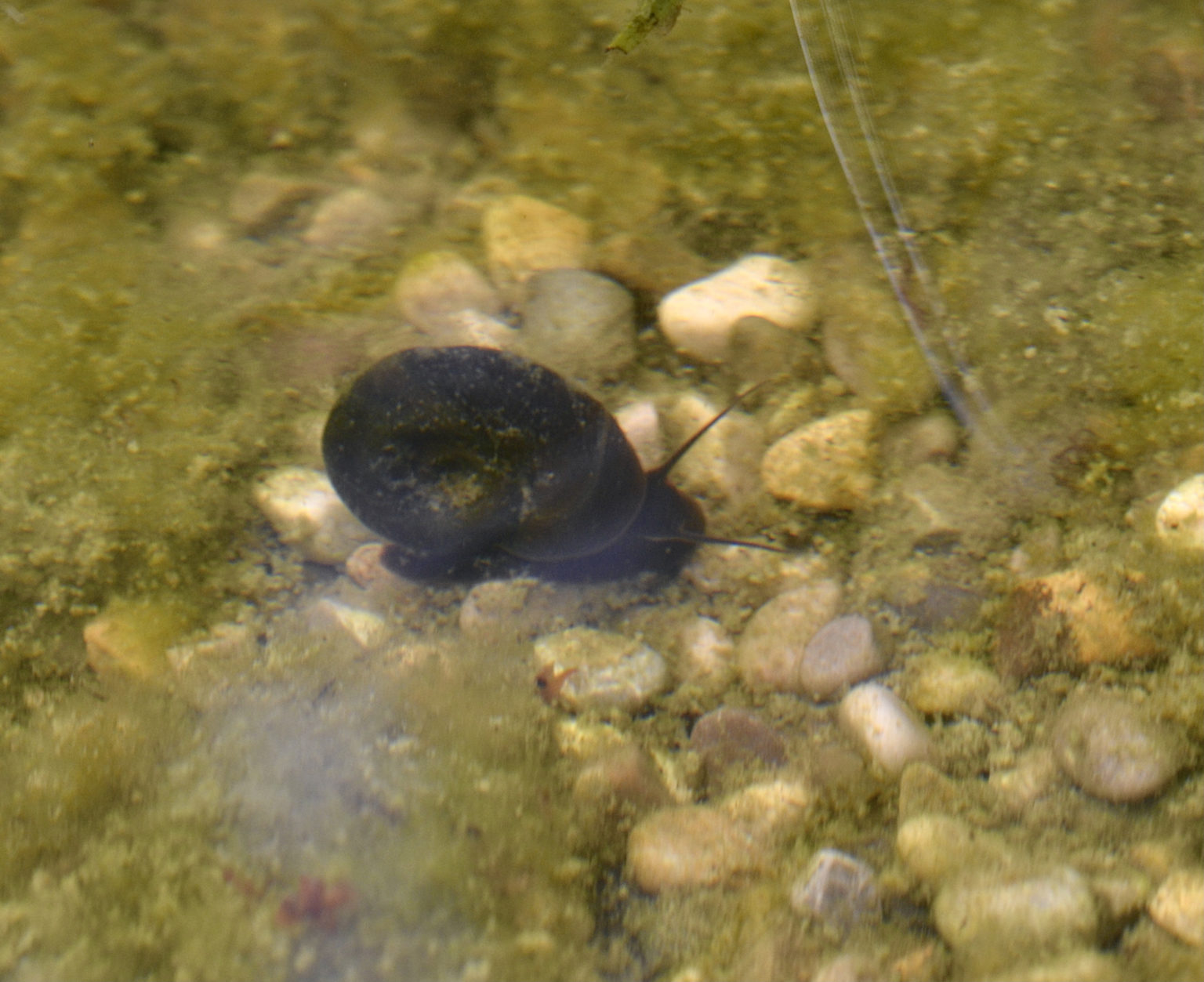 Naturnaher Gartenteich Naturgartenglück