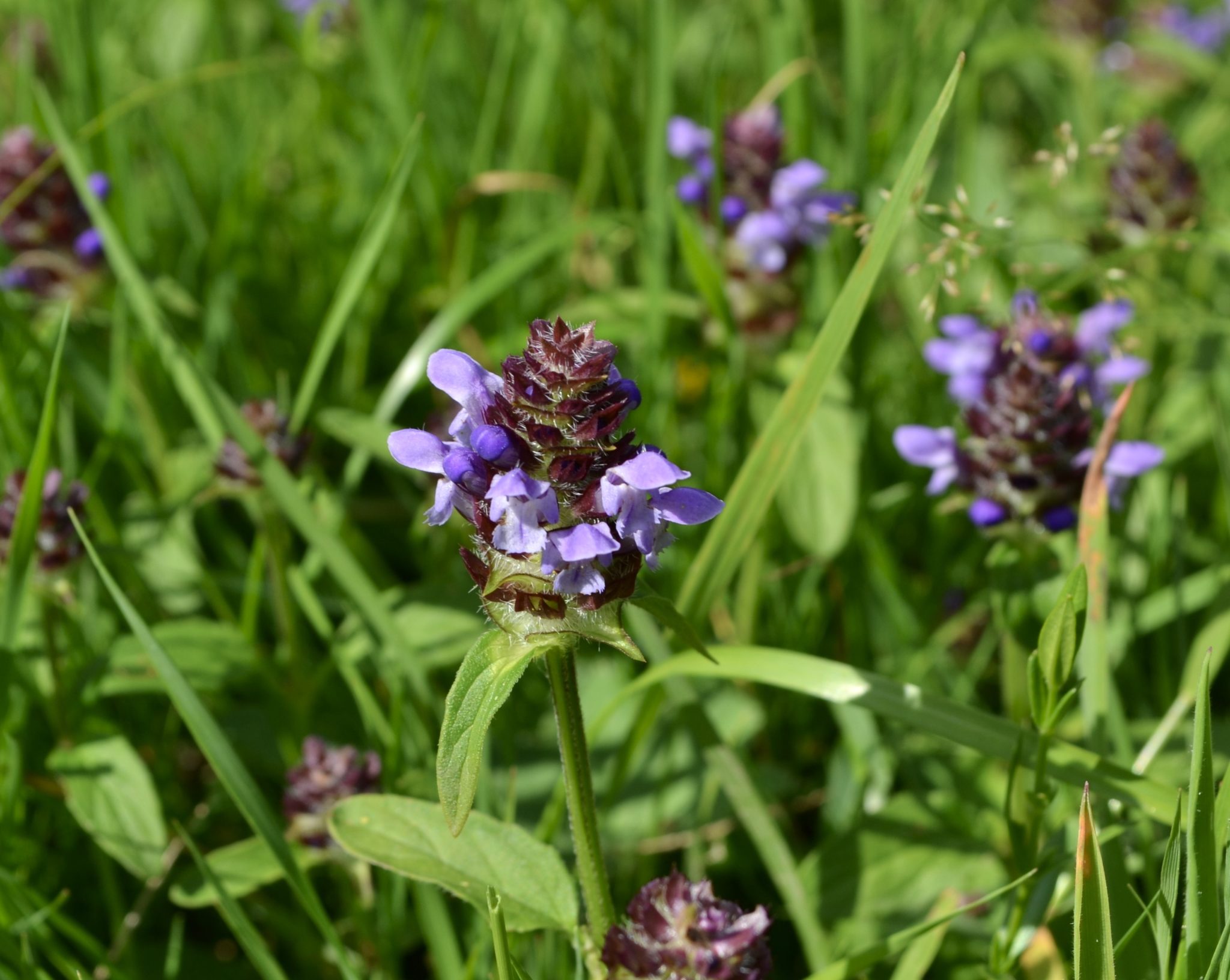 Braunelle Gewöhnliche, Kleine Naturgartenglück