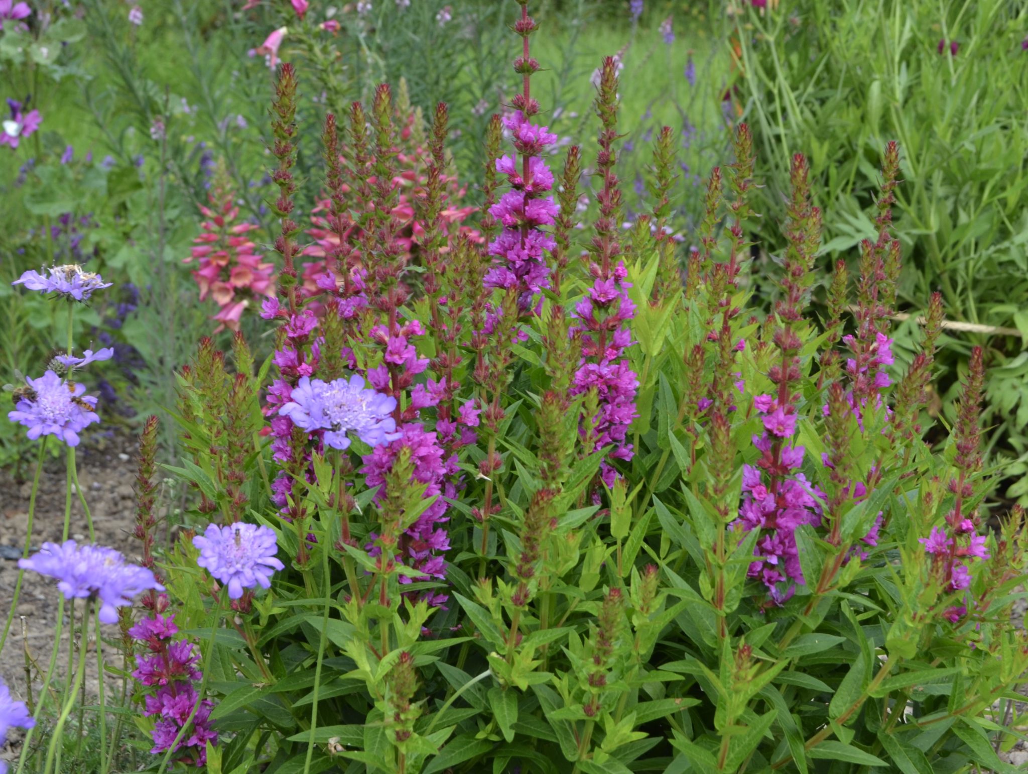 Blutweiderich Naturgartenglück