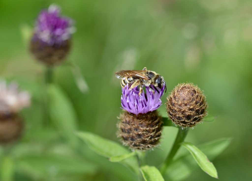 Furchenbiene auf Wiesen-Flockenblume