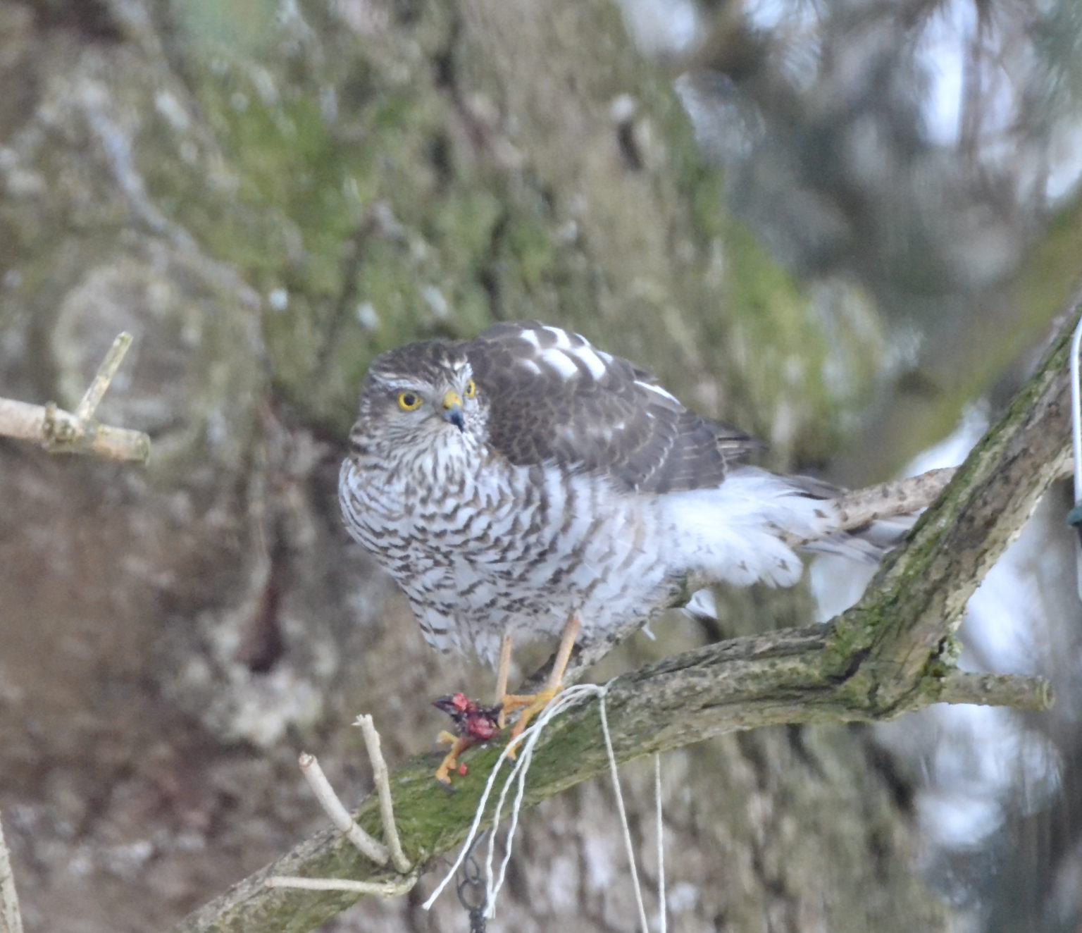 Sperber Naturgartenglück