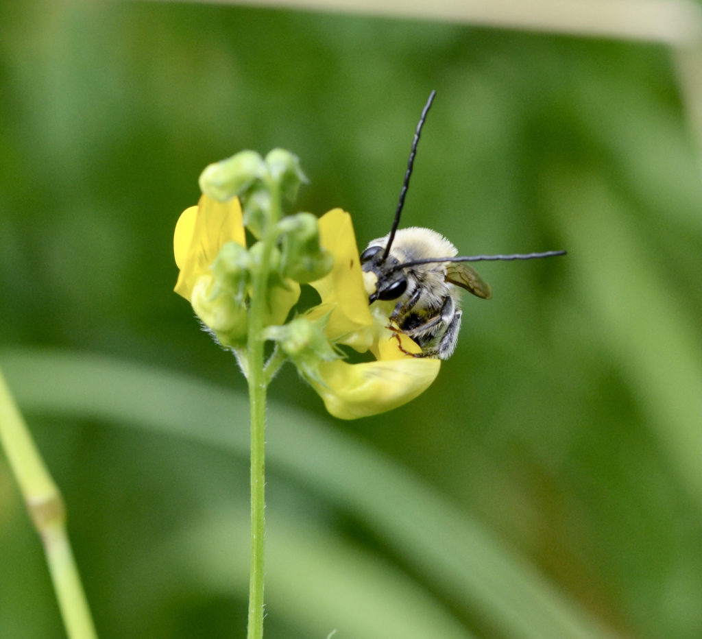 Langhornbiene auf Wiesenplatterbse