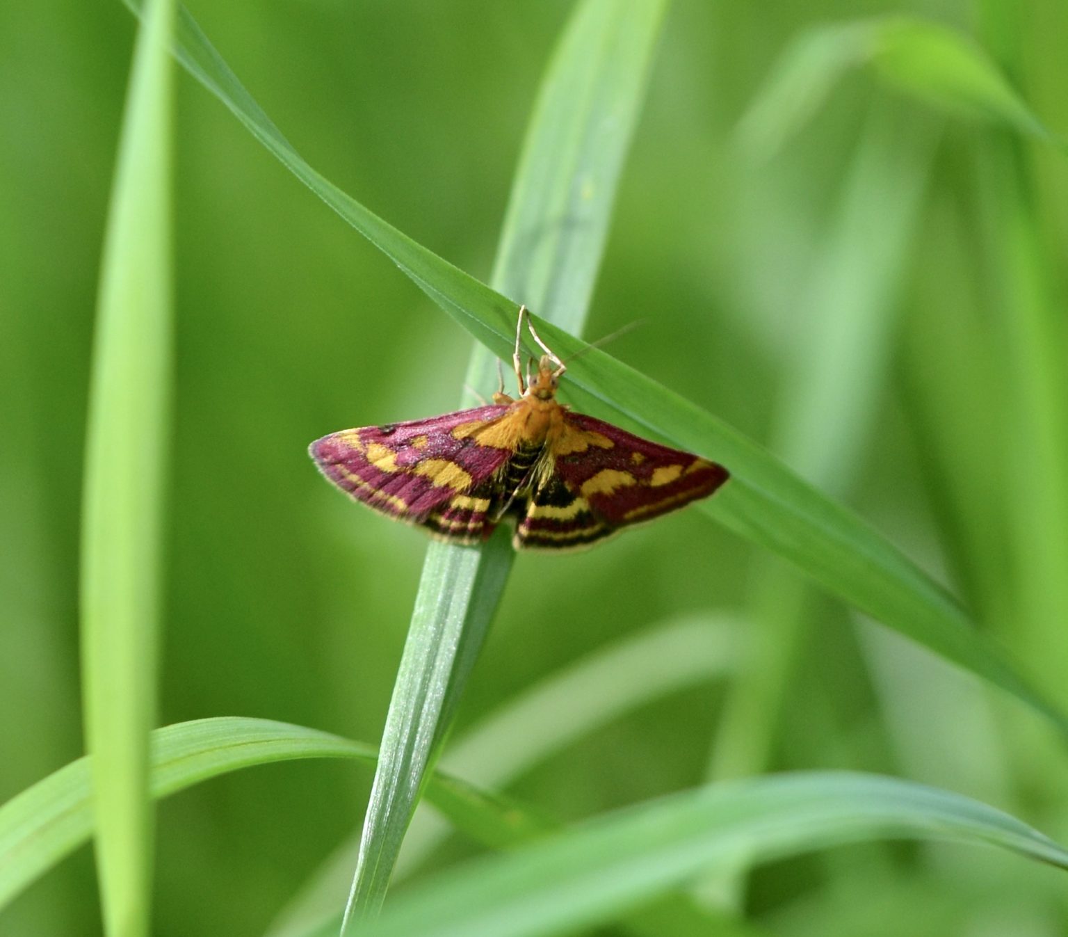 Purpurroter Zünsler Naturgartenglück
